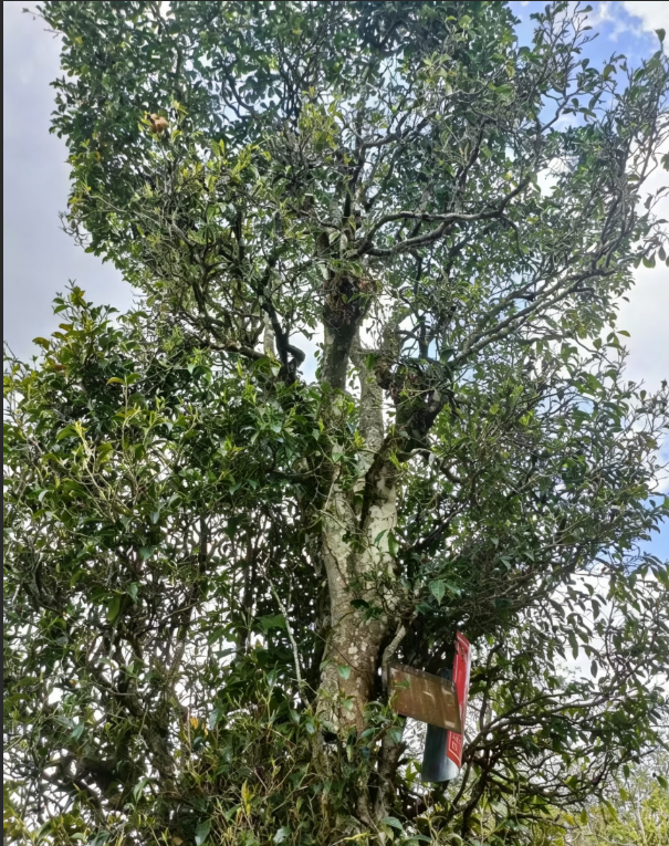 千年野生单株(滇红)